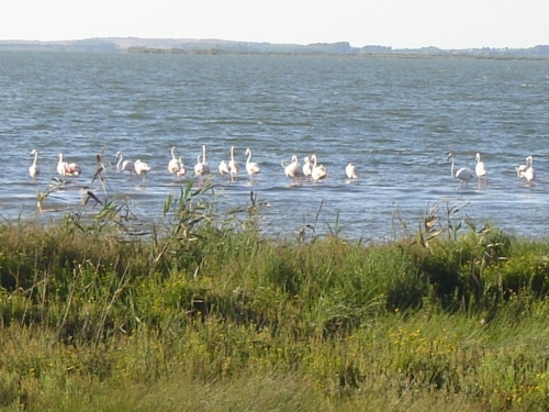 Fenicotteri
